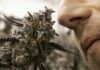 What Do Cannabis and Skunks Have in Common? Cannabis and Skunks