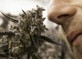 What Do Cannabis and Skunks Have in Common? Cannabis and Skunks